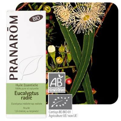 Eucalyptus radié bio huile essentielle, 10 ml