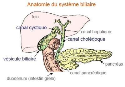 La vésicule biliaire