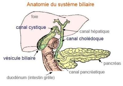 La vsicule biliaire