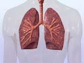 Les poumons organes filtres